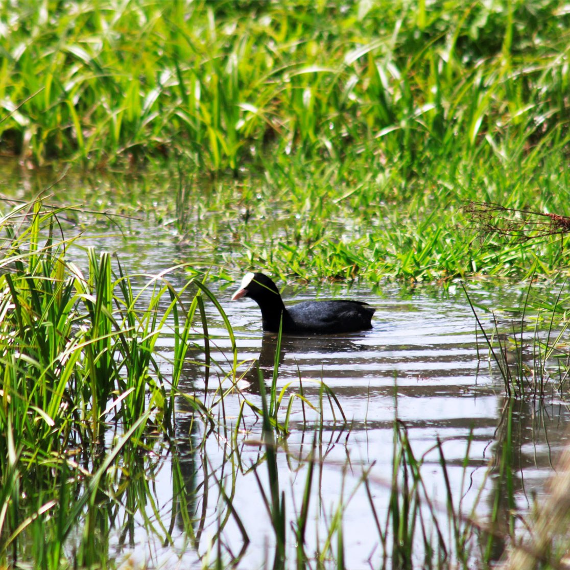 Poule d'eau