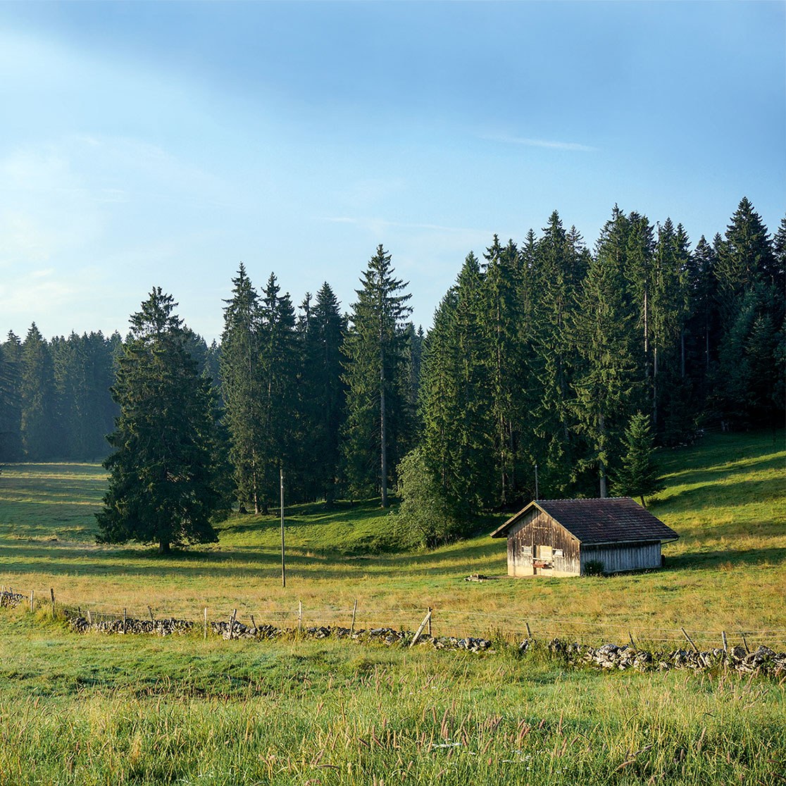 Pâturage et bois