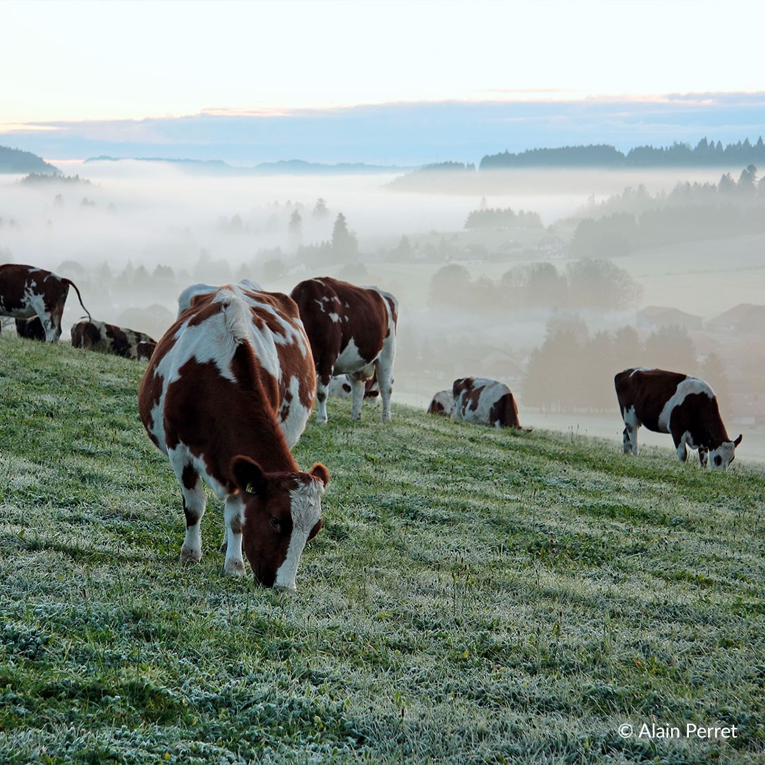 Pâturage et vaches