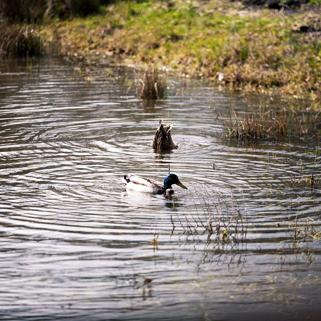 Birdlife Suisse