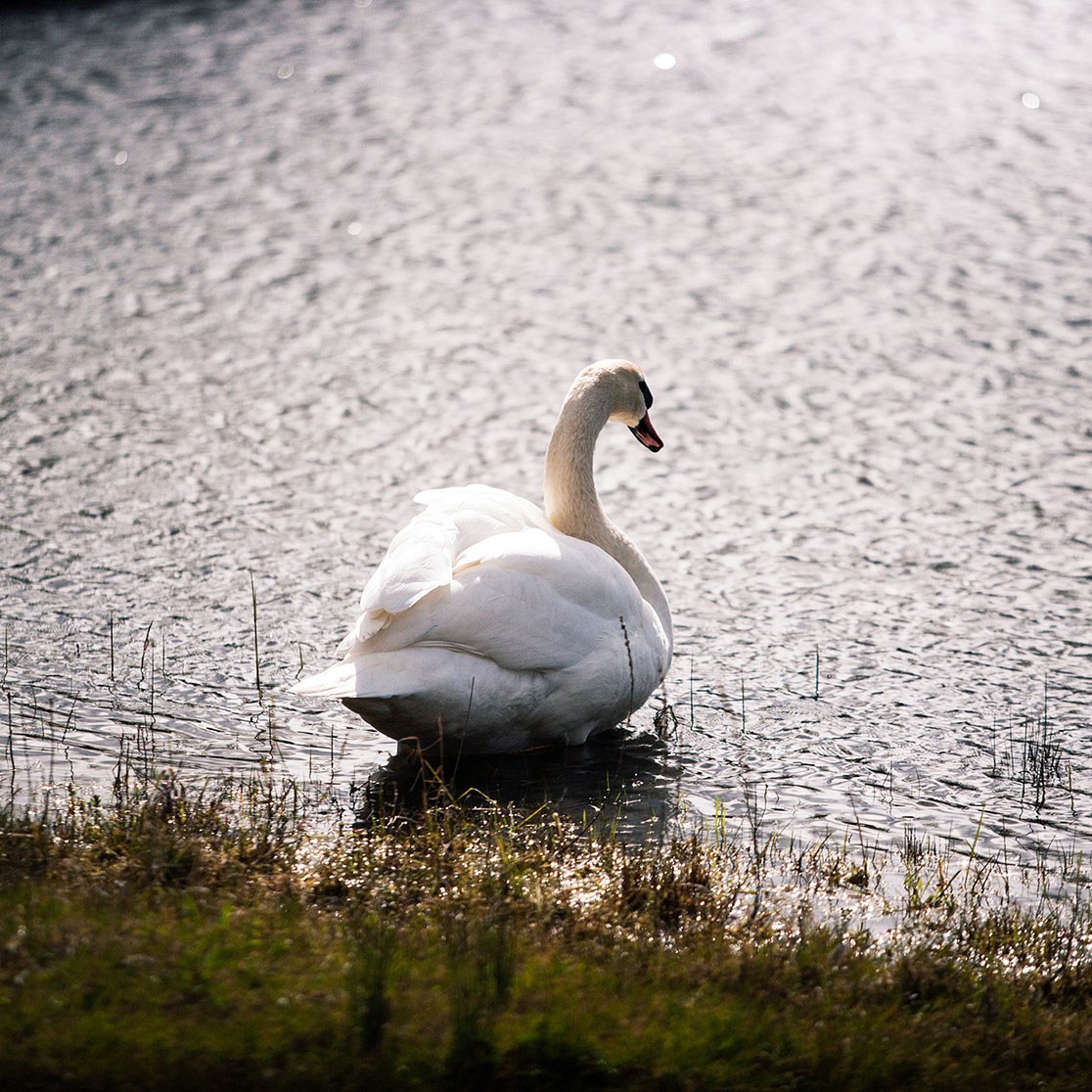 Birdlife Suisse